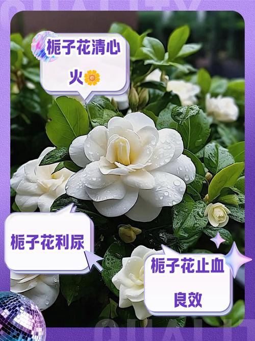 栀子花品种能吃吗？-图3