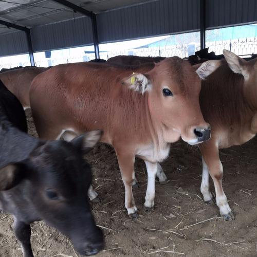 哪种牛品种最好吃？-图2