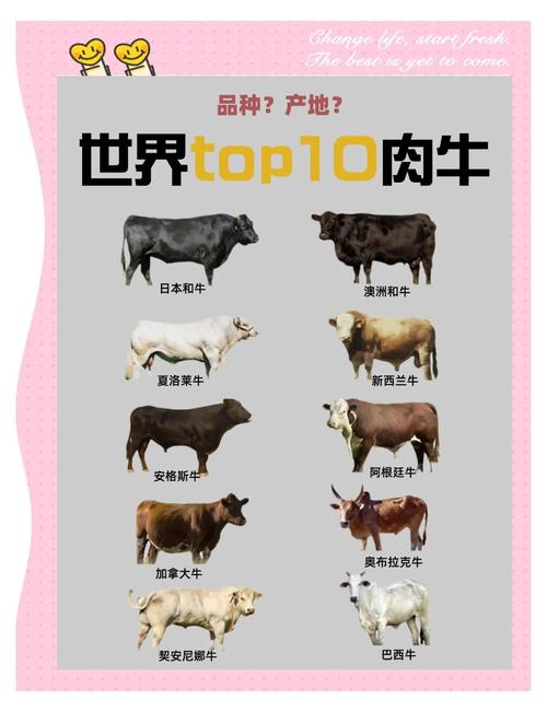 哪种牛品种最好吃？-图1