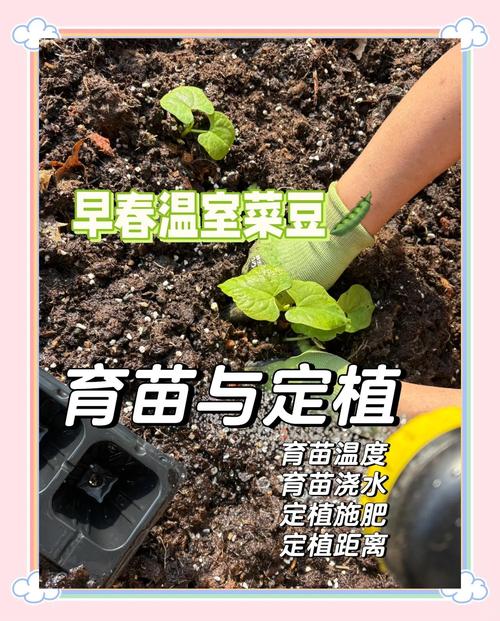 豆角养殖技术和管理关键点有哪些？-图1