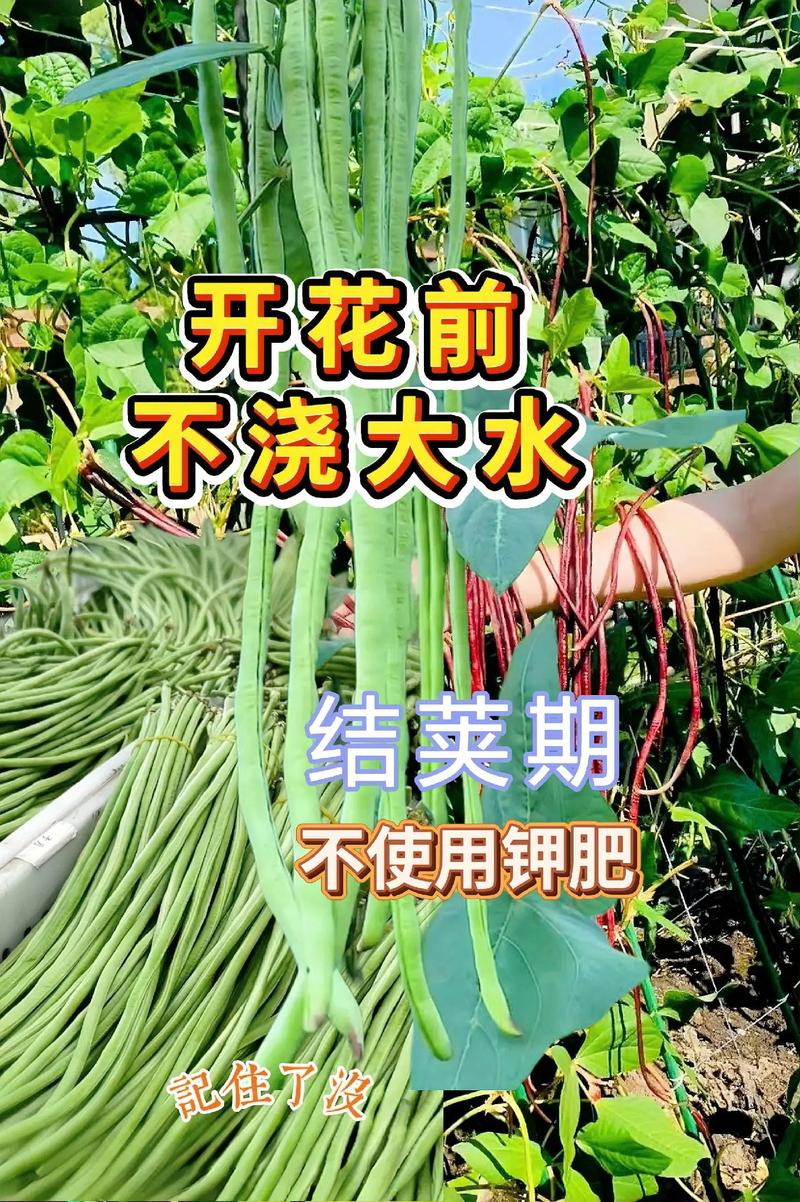 豆角养殖技术和管理关键点有哪些？-图2