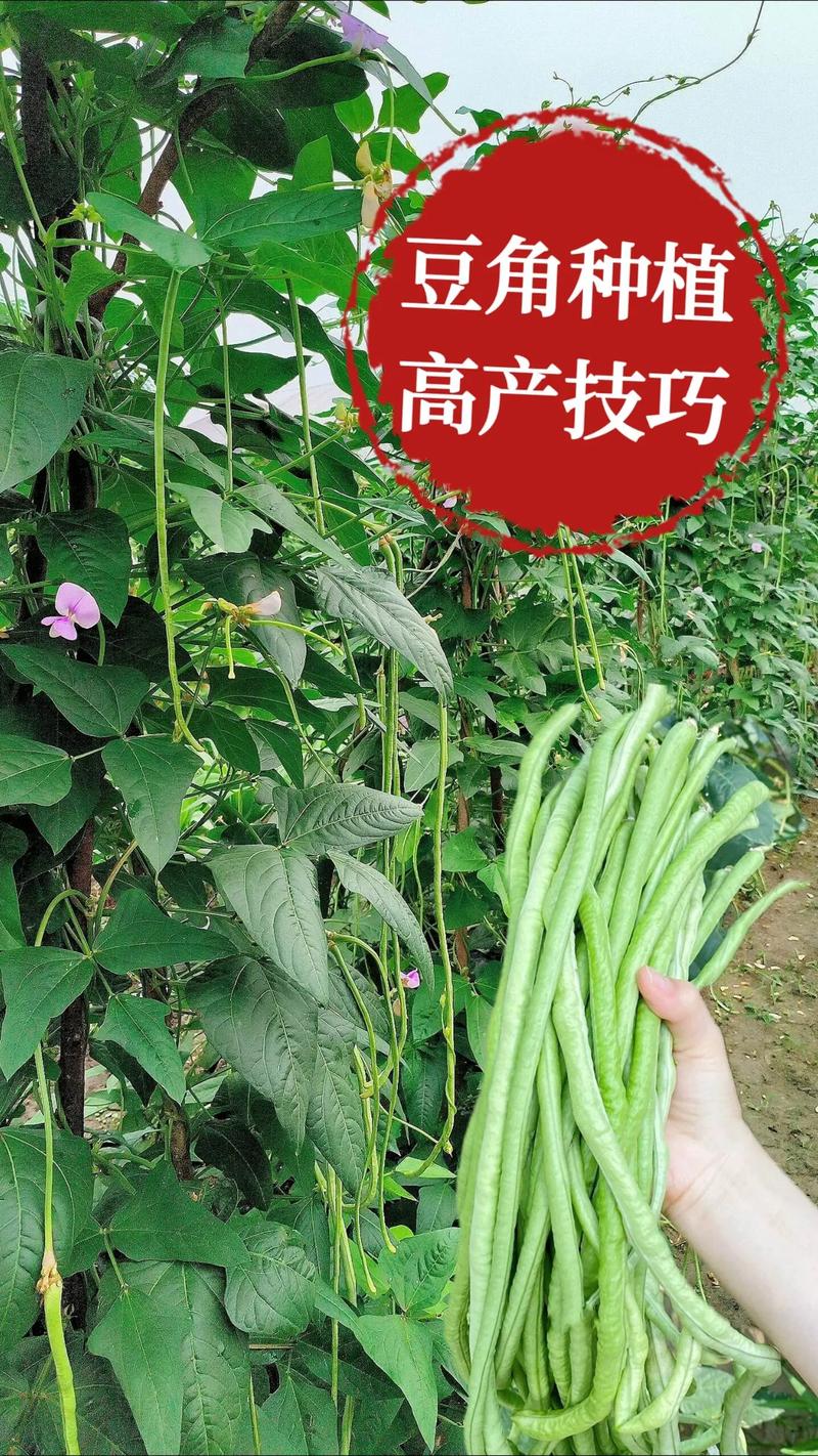 豆角养殖技术和管理关键点有哪些？-图3