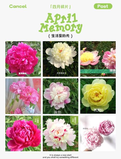 芍药有哪些常见品种？-图1