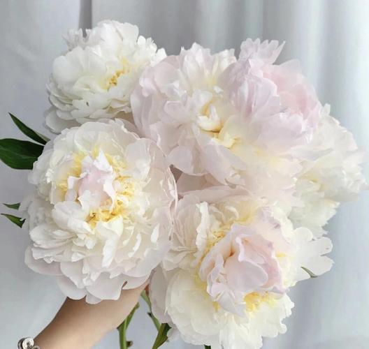 芍药有哪些常见品种？-图2