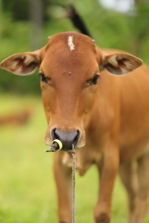 江西养的是什么品种的牛？-图1