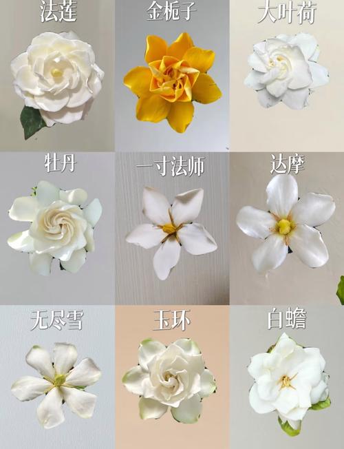 哪些栀子花品种可食用？-图2