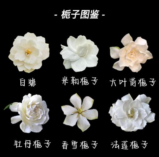 哪些栀子花品种可食用？-图1