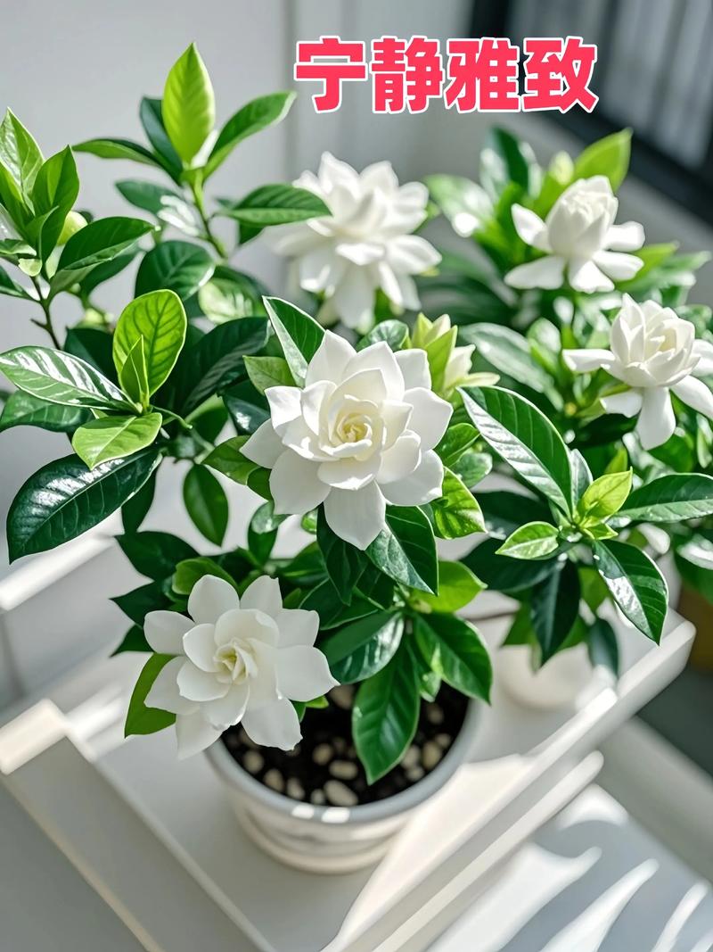 哪些栀子花品种可食用？-图3