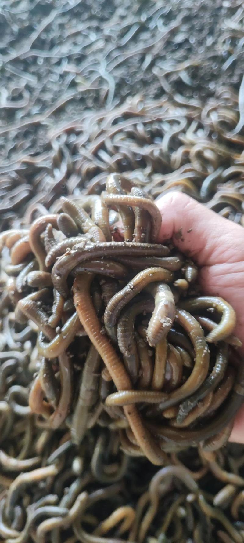 蚯蚓养殖技术有哪些关键要点？-图3