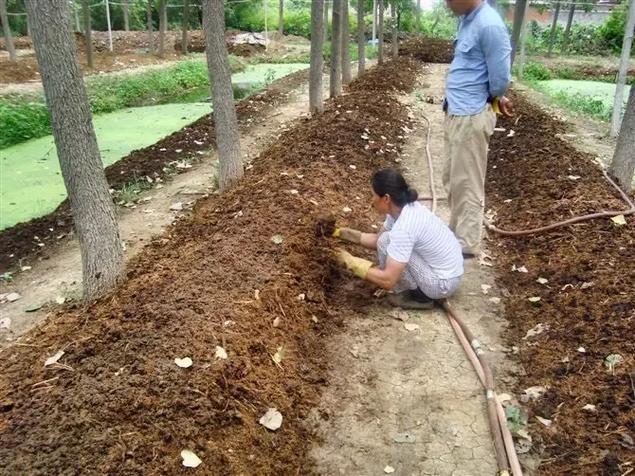 蚯蚓养殖技术有哪些关键要点？-图1