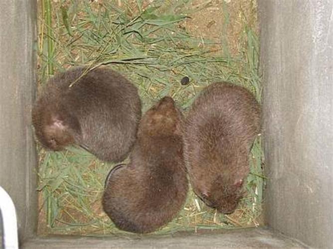 全球最大竹鼠品种是哪种？-图1