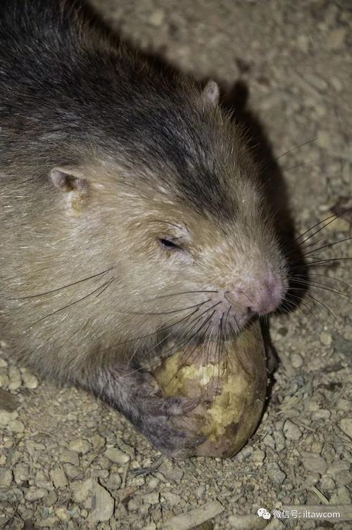 全球最大竹鼠品种是哪种？-图3