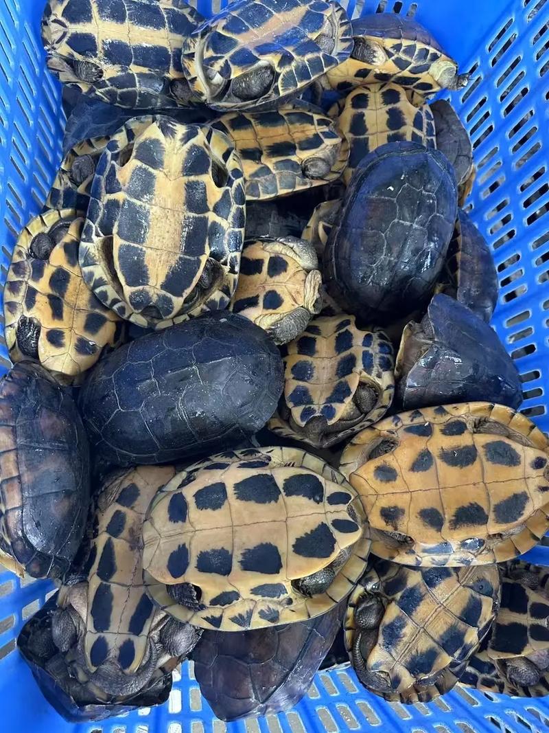 2025石龟价格最新表？各品种价格如何？-图1