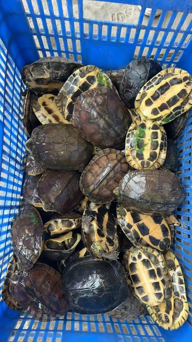 2025石龟价格最新表？各品种价格如何？-图3