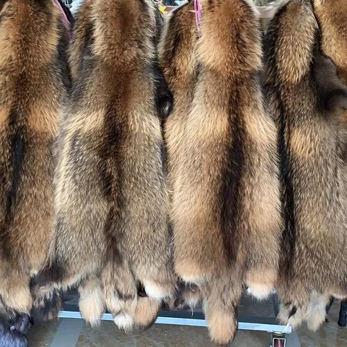 河北尚村貉子皮最新价格咋样？-图1