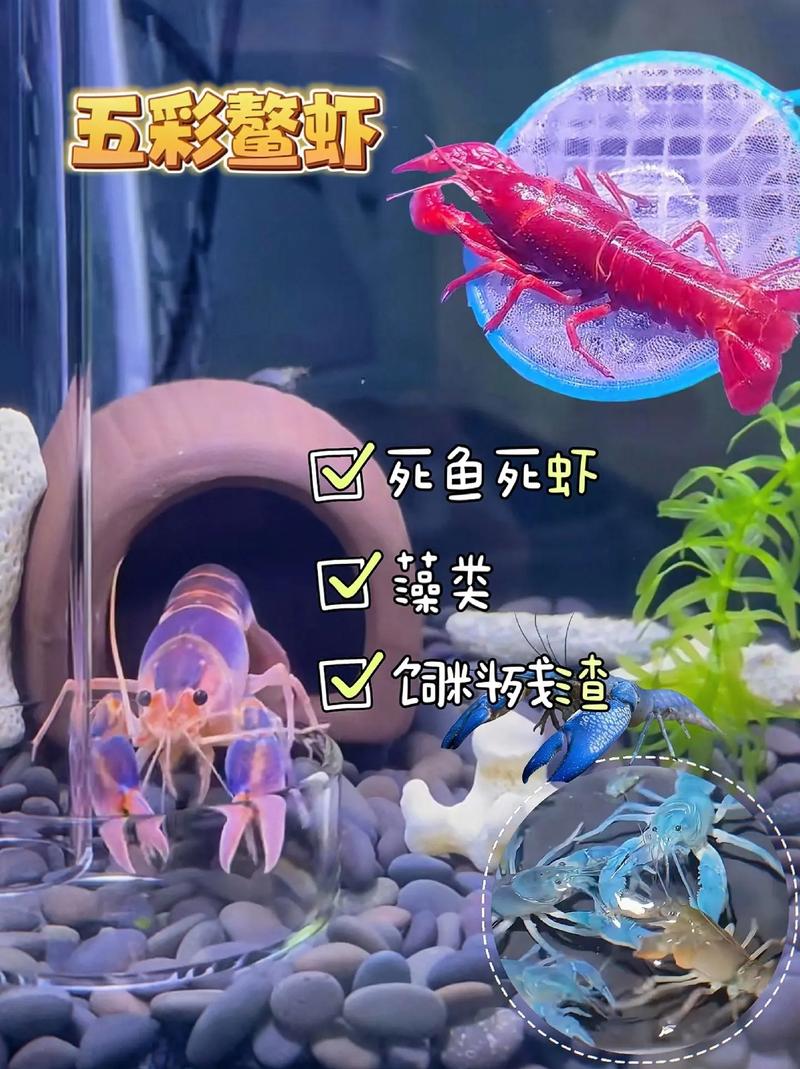 东北螯虾养殖技术视频，关键步骤有哪些？-图3