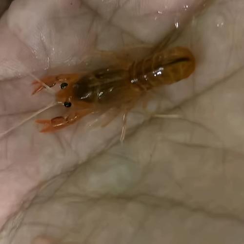 东北螯虾养殖技术视频，关键步骤有哪些？-图1