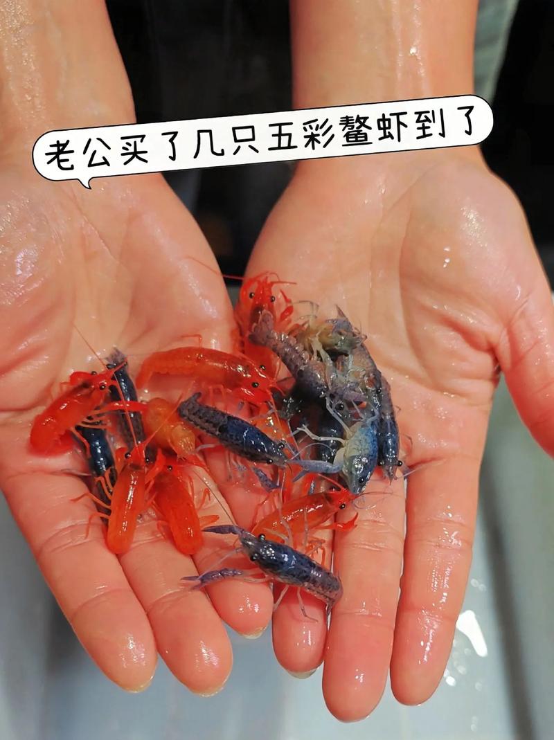 东北螯虾养殖技术视频，关键步骤有哪些？-图2