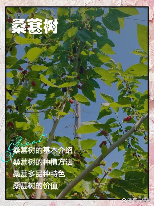 桑葚树怎么种？关键种植技术有哪些？-图2