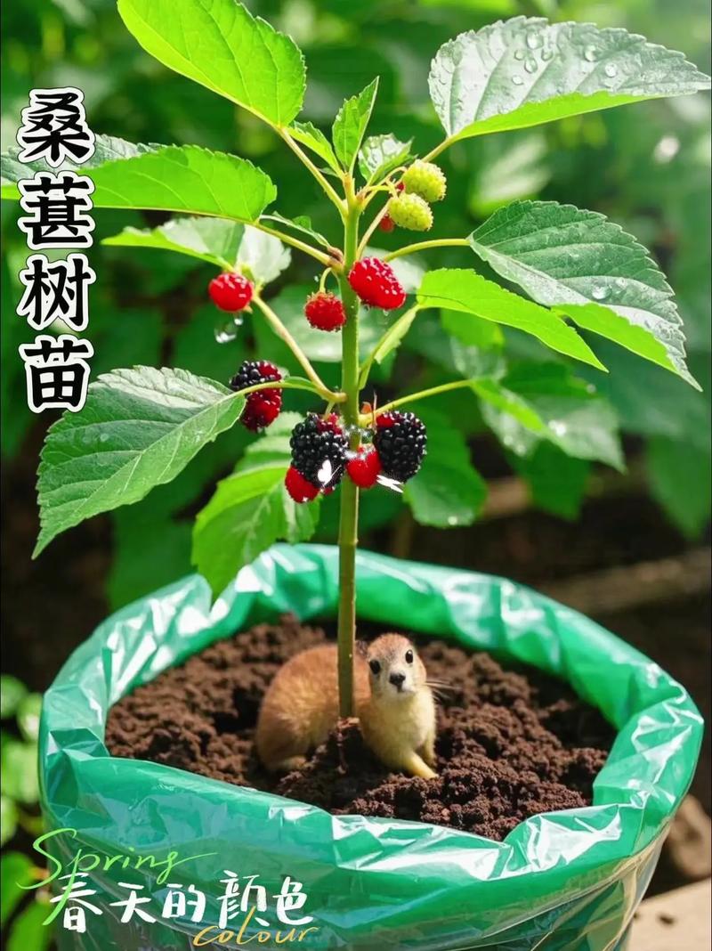 桑葚树怎么种？关键种植技术有哪些？-图3