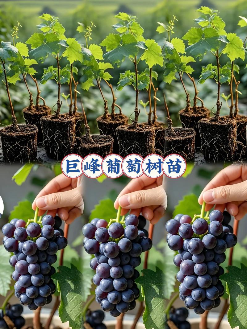 巨峰葡萄最新种植技术有哪些要点？-图1