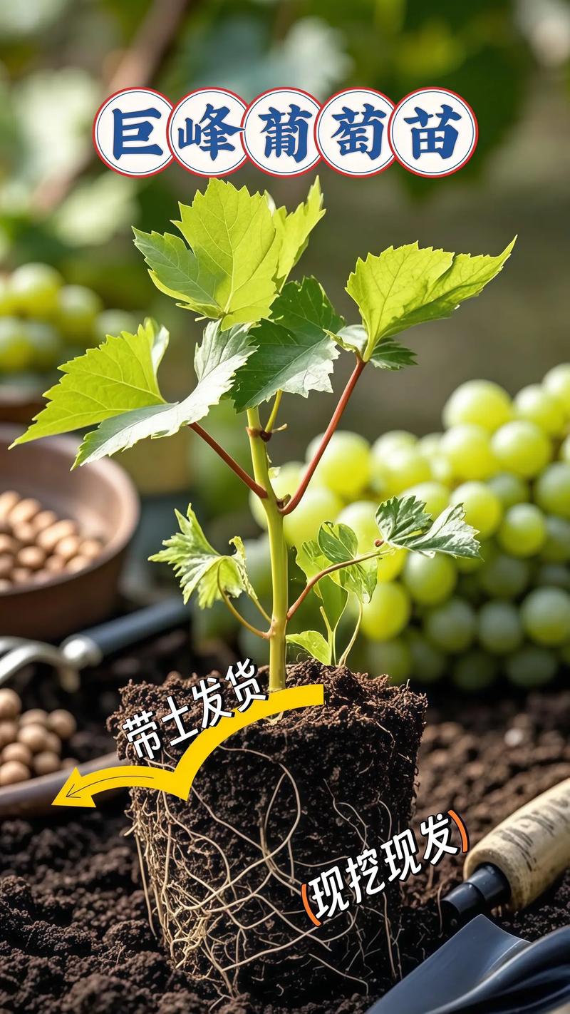 巨峰葡萄最新种植技术有哪些要点？-图2