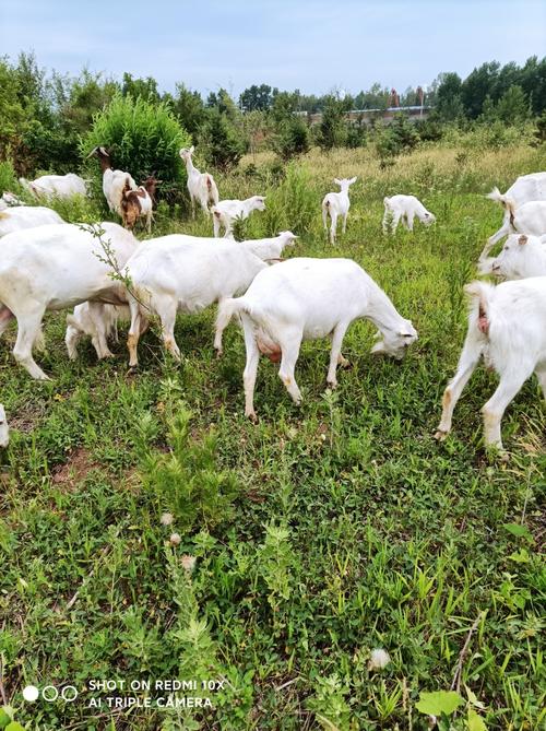 山羊养殖选什么品种好？-图1