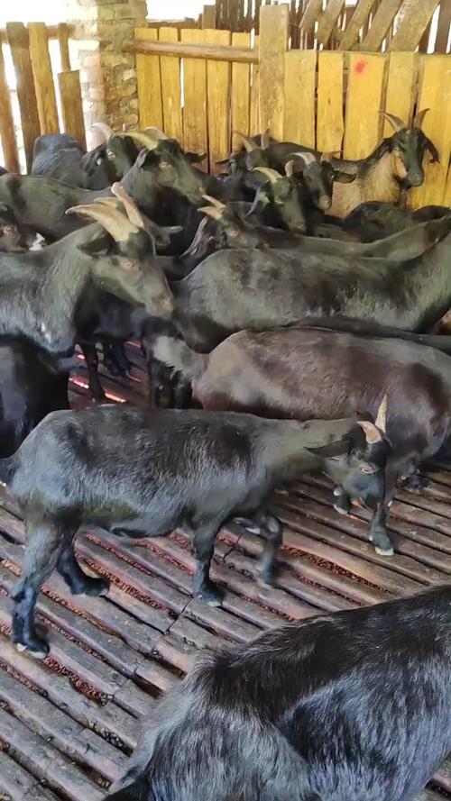 山羊养殖选什么品种好？-图2