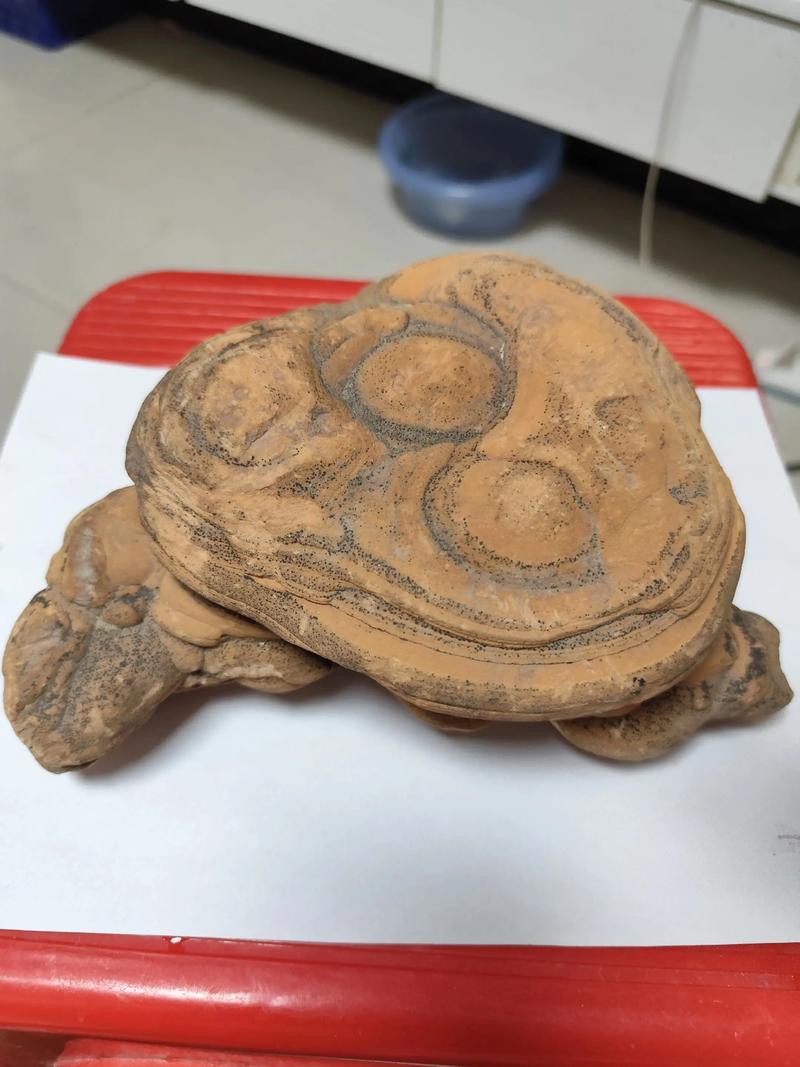 2025年石龟价格会涨还是跌？-图3