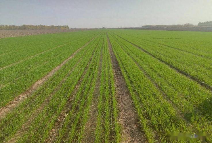 春小麦种植技术视频，关键步骤有哪些？-图2