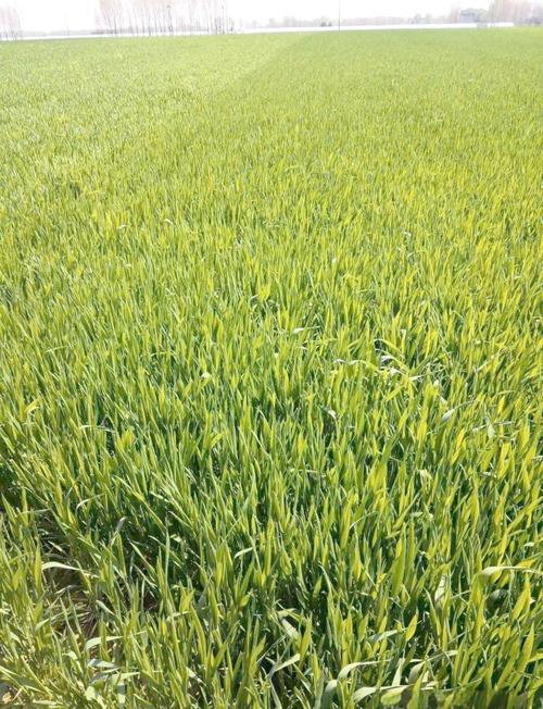 春小麦种植技术视频，关键步骤有哪些？-图1