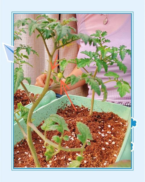 番茄育苗技术有哪些关键要点？-图2