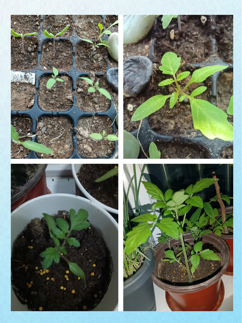 番茄育苗技术有哪些关键要点？-图3