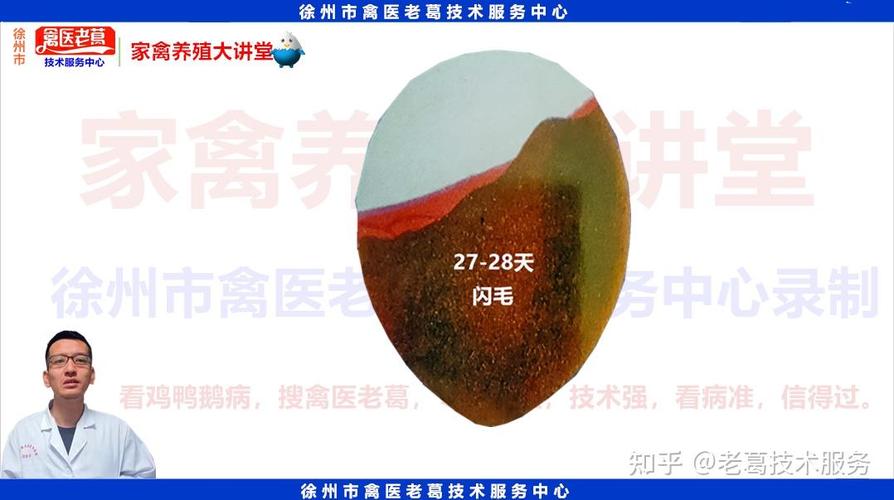 鹅蛋孵化关键技术与要点有哪些？-图3