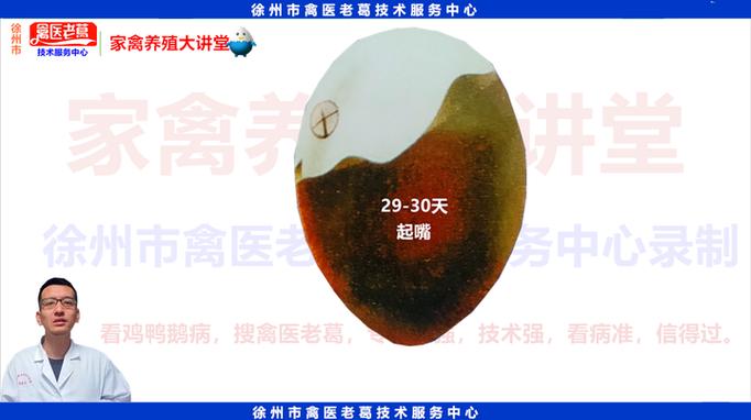 鹅蛋孵化关键技术与要点有哪些？-图2