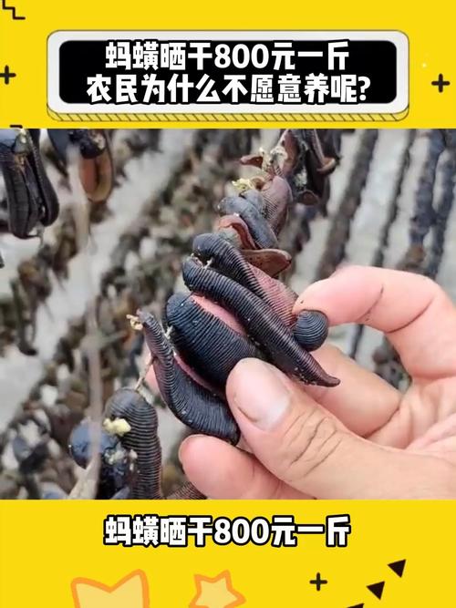 2025年干蚂蝗价格会涨还是跌？-图2