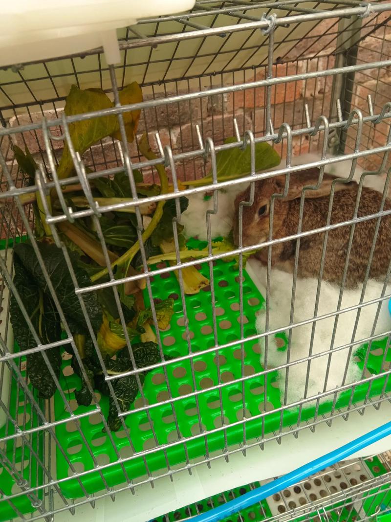 家庭养兔视频怎么选？新手必看技巧有哪些？-图1