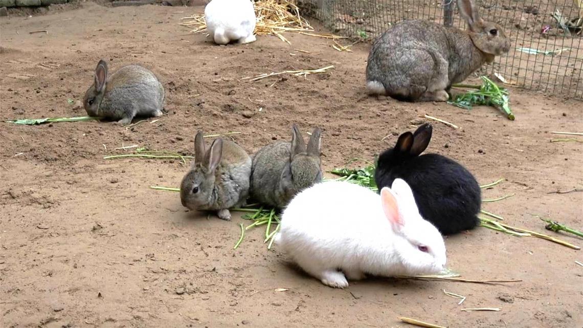 家庭养兔视频怎么选？新手必看技巧有哪些？-图2