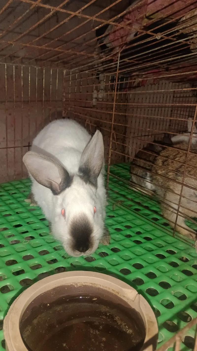 家庭养兔视频怎么选？新手必看技巧有哪些？-图3