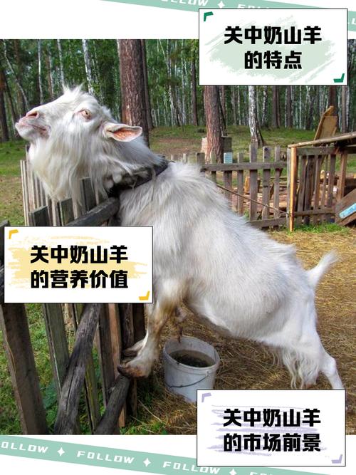 福建养羊，什么品种最合适？-图3