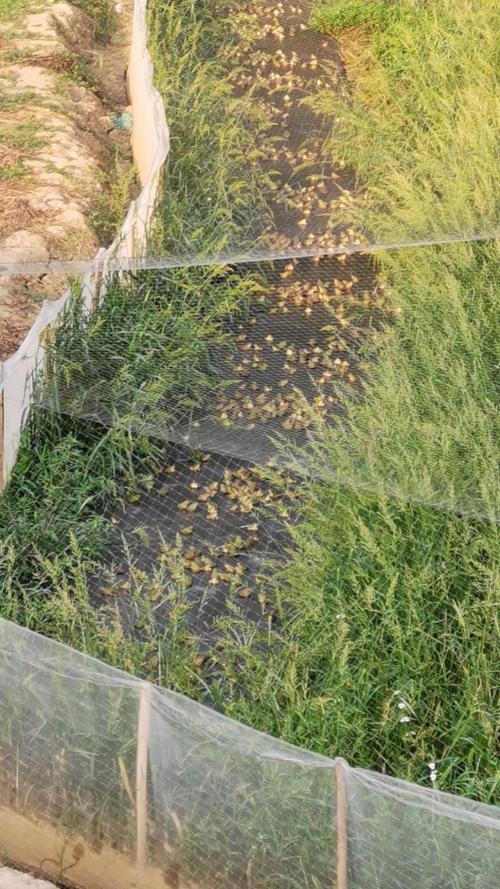 青蛙养殖如何优化食料味养技术？-图3