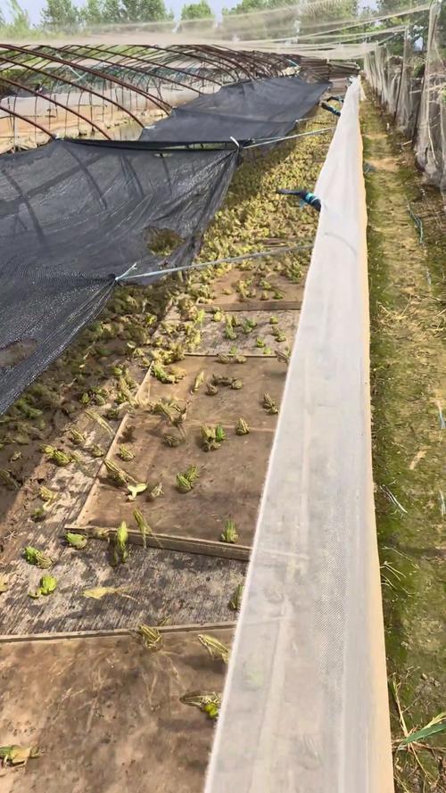 青蛙养殖如何优化食料味养技术？-图1