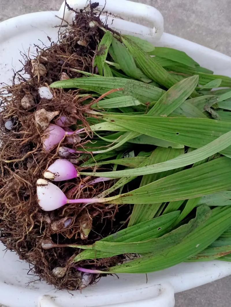 寒兰果实品种有哪些？-图1