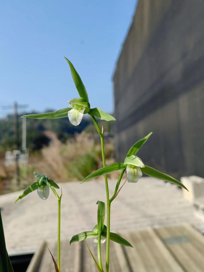 寒兰果实品种有哪些？-图3