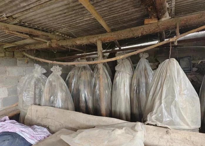 2025貉子皮价格会涨还是跌？-图1