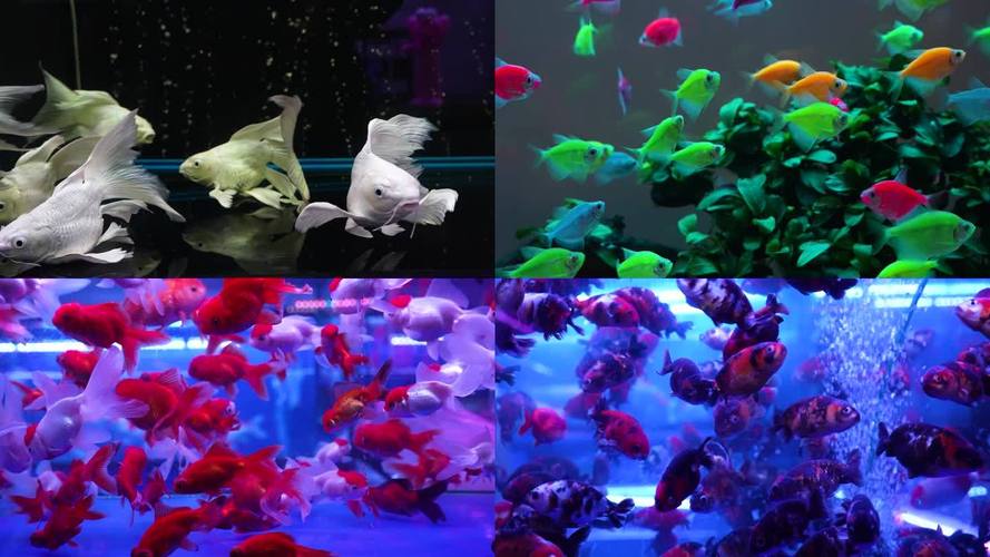 锦鲤鱼缸养殖有哪些技术要点？-图2