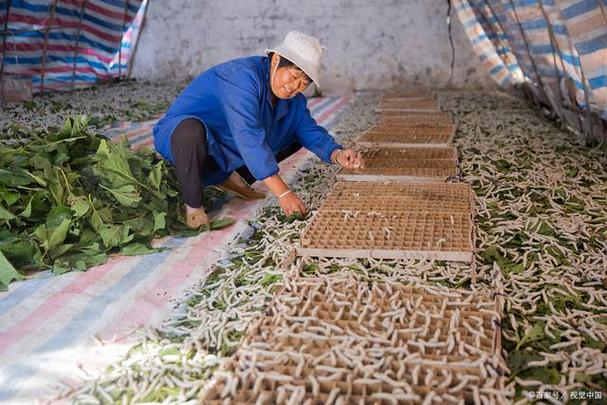 室内沙蚕如何简易养殖？-图2