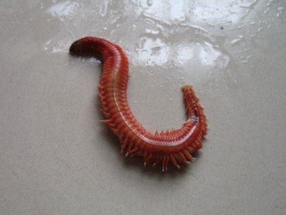 室内沙蚕如何简易养殖？-图3