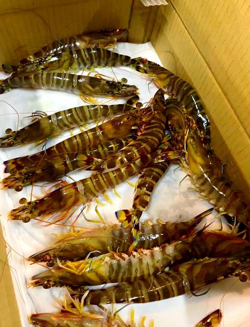 日本对虾养殖技术规范有何核心要点？-图1