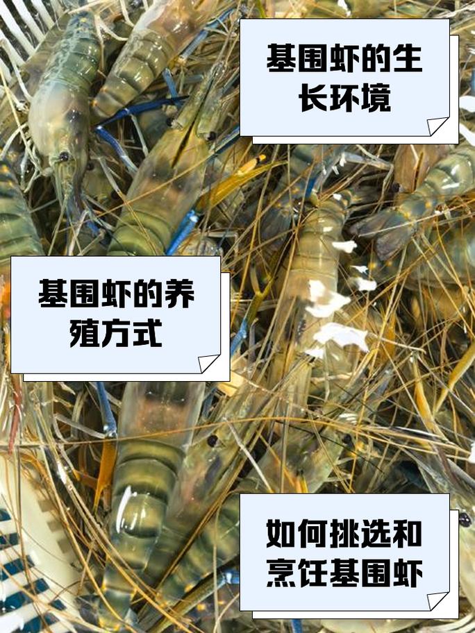 日本对虾养殖技术规范有何核心要点？-图2